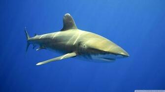 High Definition Shark HD Desktop