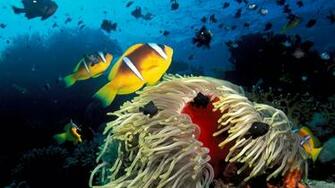 Ocean Life HD Wallpaper Wallpapercharlie