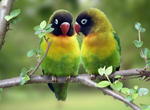 Photo And Wallpaper Love Birds Photos