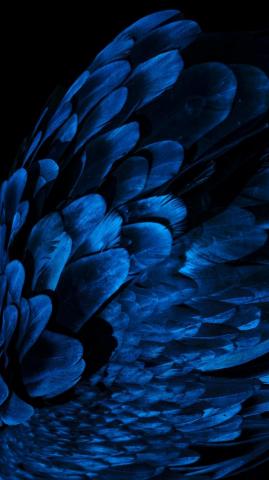 Oled Pictures HD Image