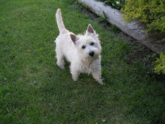 Madison The Beautiful Westie