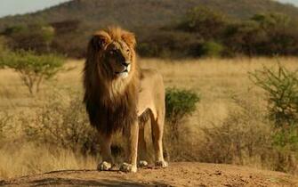 Aslan Resimleri HD Lion Wallpaper Duvar Ka Tlar Kaliteli Resim