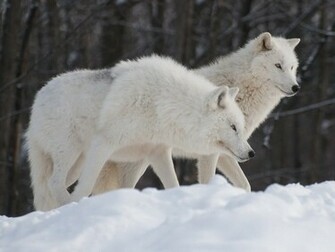 Arctic Wolf Wallpaper