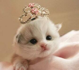 Foto Kucing Lucu Keren Terbaru Putri