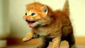 Pictures Of Beautiful Cats And Kittens Animals