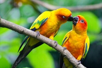 Lovebirds Parrot Best Wallpaper