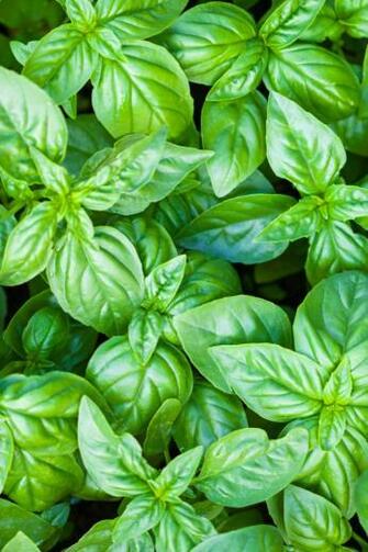 Basil iPhone Wallpaper