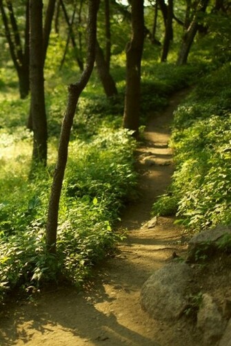 Nature Wallpaper For iPhone