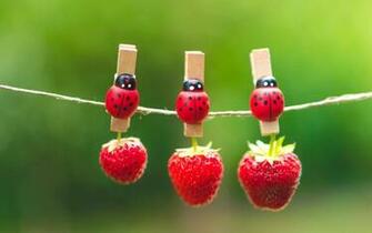 Ladybugs Wallpaper