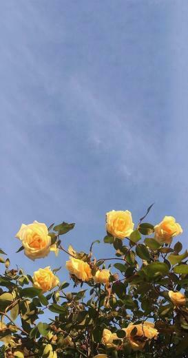 Aesthetic Flower Wallpaper Top