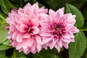 Nature Dahlia HD Wallpaper