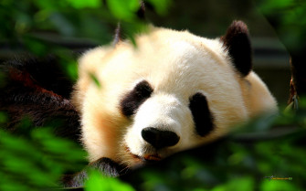 Cute Panda Wallpaper