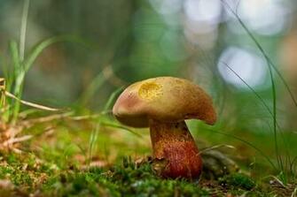Mushroom Computer Wallpaper Desktop Background Id