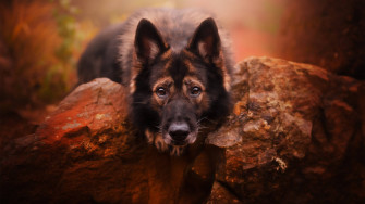 German Shepherd Wallpaper