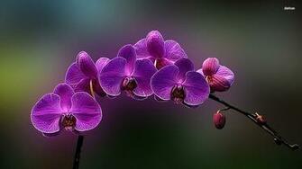 Purple Orchids Wallpaper