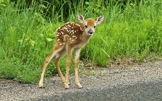 Beautiful Wallpaper Deer