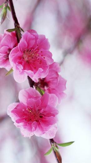 Flowers iPhone Wallpaper S HD