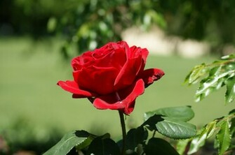 Beautiful Red Rose Wallpaper Of HD