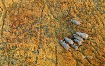 Wallpaper Grass Africa Elephants Botswana The Okavango Delta