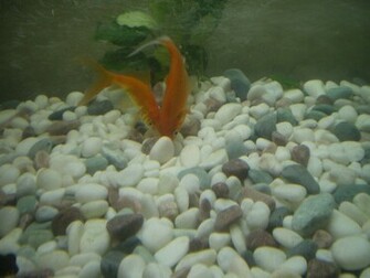 Gold Fish Wallpaper