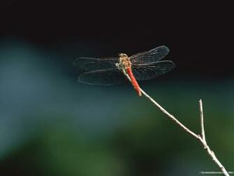 Dragonfly Wallpaper