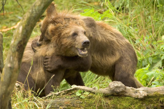 Brown Bear Wallpaper