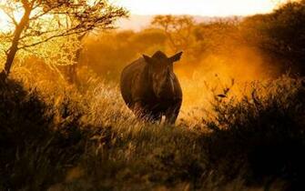 HD Definition Aljanh Net Mood Rhino