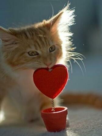 Cool Valentines Day Wallpaper That Will Make You Go A