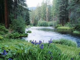 Category Nature HD Wallpaper Subcategory Forests