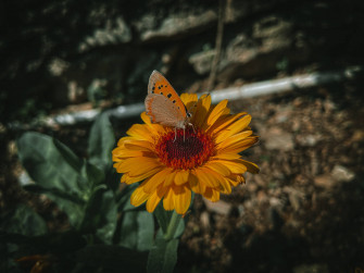 Aesthetic Butterfly Wallpaper