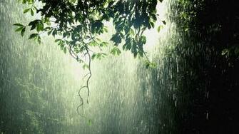 Raining In Forest Computer Wallpaper Desktop Background