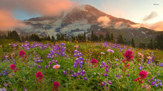 Wildflower S Wallpaper