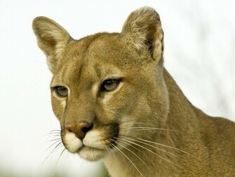 Wild Cat Wallpaper Stock Photos