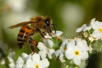 Honey Bee Pictures