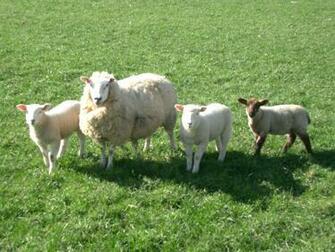 Pics Photos Sheep Background Wallpaper