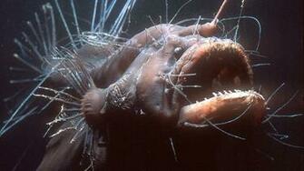 High Quality Angler Fish Wallpaper Full HD Pictures