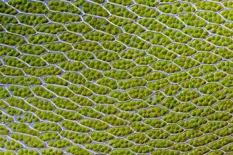 Chloroplast Wikipedia