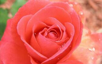 Pale Pink Rose With Water Drops Wallpaper Flower