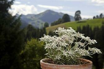 Wallpaper Potted Edelweiss Flower