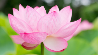 Pink Lotus UHD 4k Wallpaper