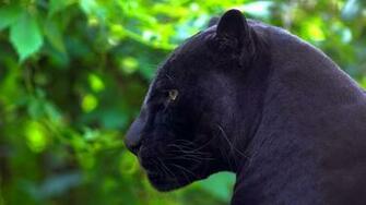 Black Panther Computer Wallpaper Desktop Background