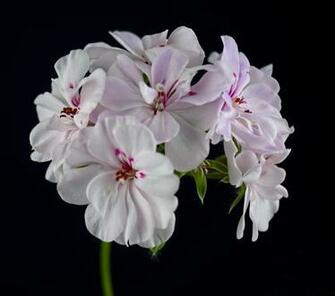Ivy Geranium HD Wallpaper Flowers