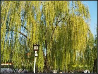 Weeping Willow Tree Picture Trees And Flowers Pictures