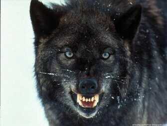 Lobo Negro Fondos De Pantalla Imagenes HD Gratis iPhone