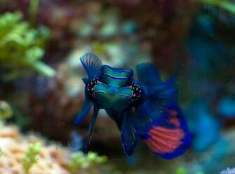 Mandarin Fish Wallpaper