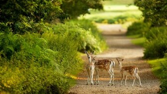 Beautiful Wallpaper Deer