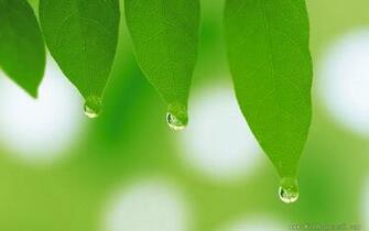 Wallpaper High Resolution Spring Green Leaves
