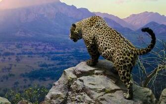Jaguar Computer Wallpaper Desktop Background Id