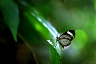 Papillon Transparent Wallpaper