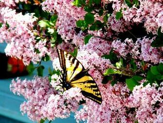 Flowers Lilac Wallpaper
